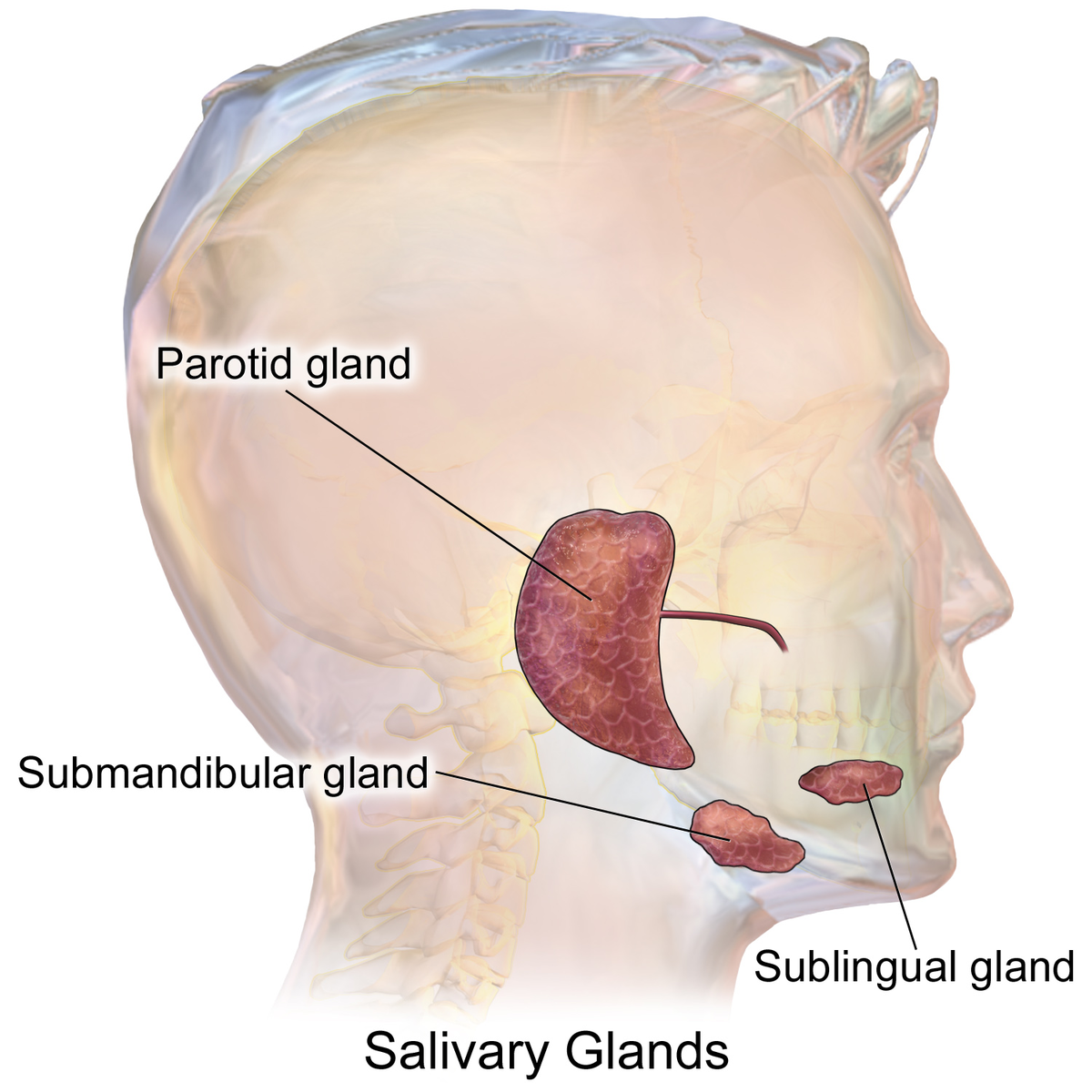 1200px-Blausen_0780_SalivaryGlands