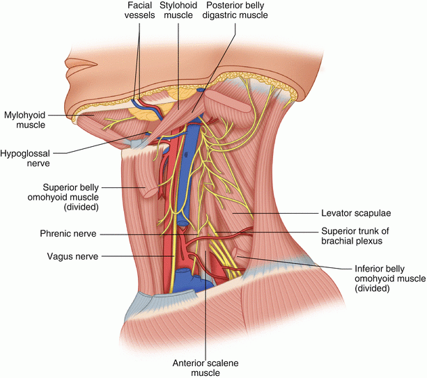 A304668_1_En_12_Fig5_HTML