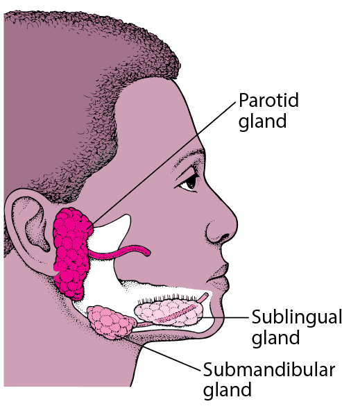 DEN_salivary_glands