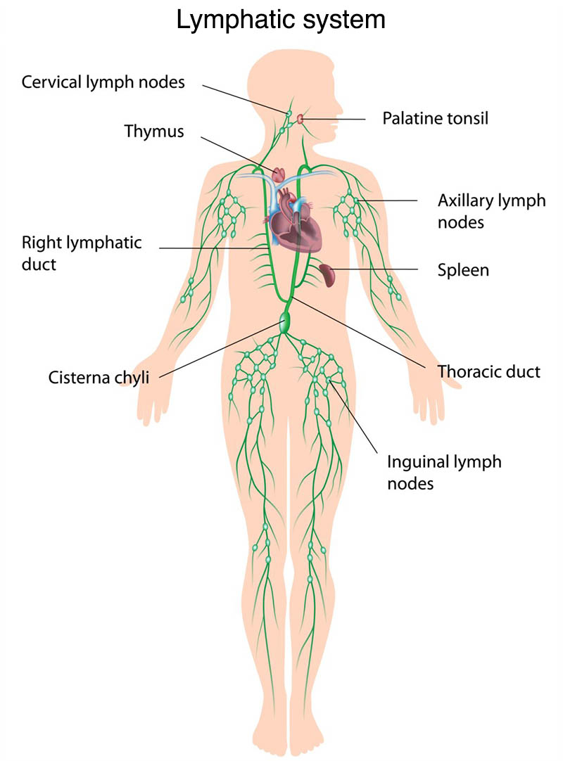 CTJXED The lymphatic system labeled