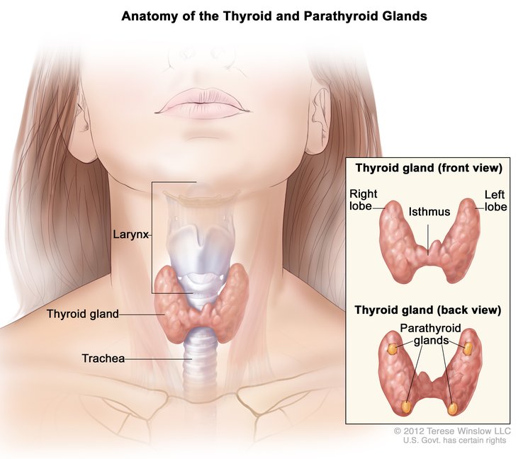 thyroid-disease-1