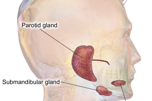 1200px-Blausen_0780_SalivaryGlands