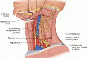 A304668_1_En_12_Fig5_HTML